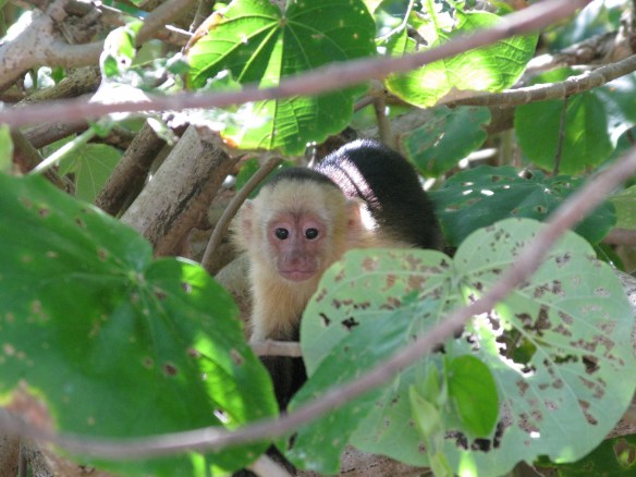 white faced monkey, montezuma, costa rica, capuchin 