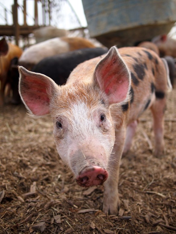 Polyface Farm, organic pork, Joel Salatin 