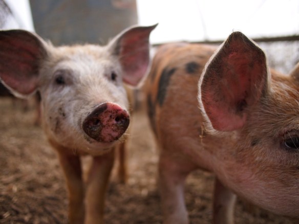 Polyface farm, Joel Salatin, organic pork