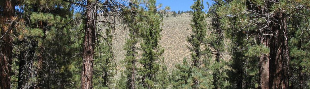 Buckeye Springs, boondocking, free camping