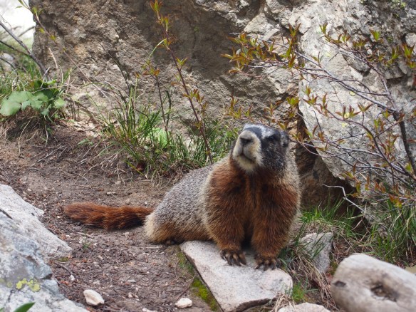 Yellow Bellied Marmot 