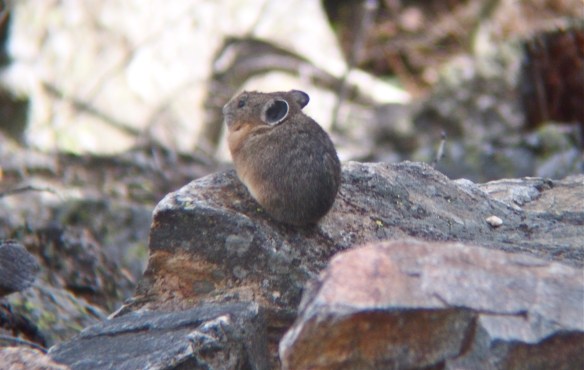 Pika, Grand Tetons, Grand Teton National Park