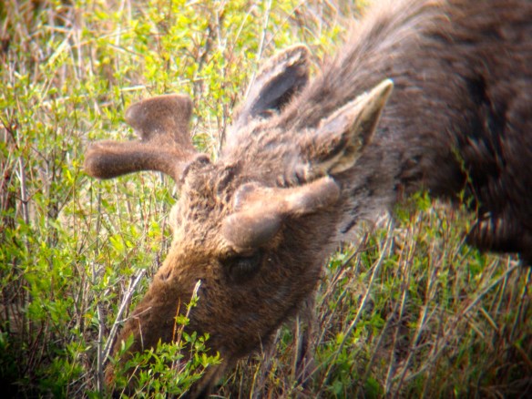 Moose, Grand Tetons, Grand Teton National Park 