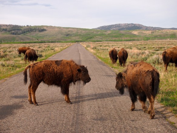 Buffalo, Grand Tetons, Grand Teton National Park 