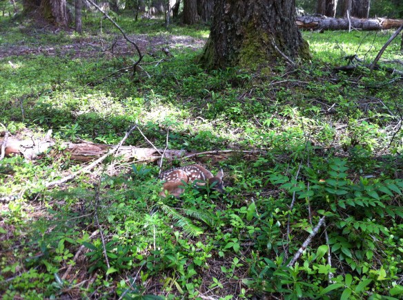 fawn, baby deer, bambi, 